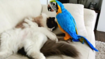 cat-parrot