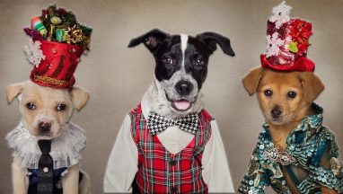 Rescue Dogs Get A Festive Makeover