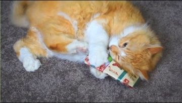 Cats Opening Christmas Presents Compilation