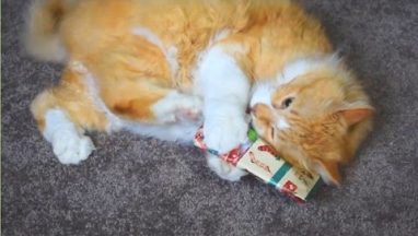 Cats Opening Christmas Presents Compilation