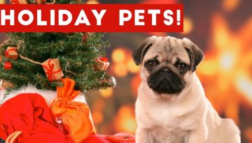 Hilarious Holiday Pet Moments