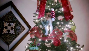 10 Christmas Tree Fails – Featuring Holiday Cats!