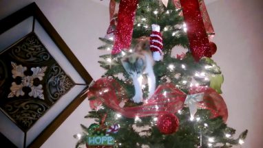 10 Christmas Tree Fails – Featuring Holiday Cats!