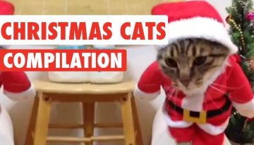 Christmas Cats Video Compilation 2016