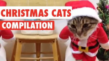 Christmas Cats Video Compilation 2016