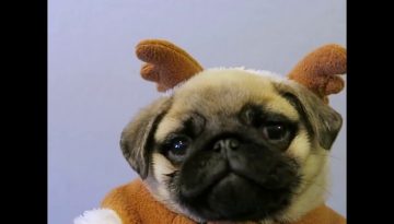 Doug The Pug – Christmas Pugs