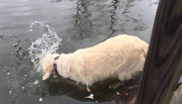 Dog Uses Bread as Bait to Catch Fish