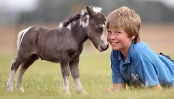 Most Beautiful Mini Horses in the World