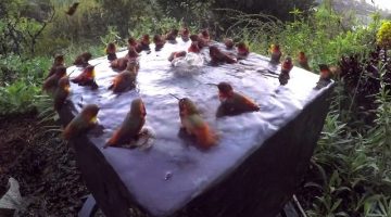 Hummingbird-Pool-Party-Number-Five