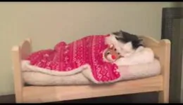 Cat Puts Herself to Sleep in Tiny Human Bed