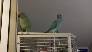 parakeets-conversation