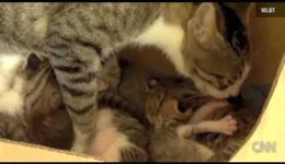 Squirrel Adopted by Cat Learns to Purr!