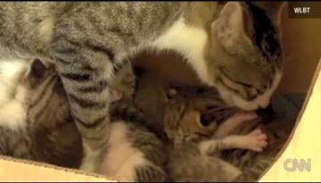 Squirrel Adopted by Cat Learns to Purr!