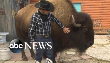Living with an Indoor 2-1/2 Ton Bison