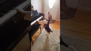 Buddy-Mercury-Sings-Funny-and-cute-beagle-who-plays-piano