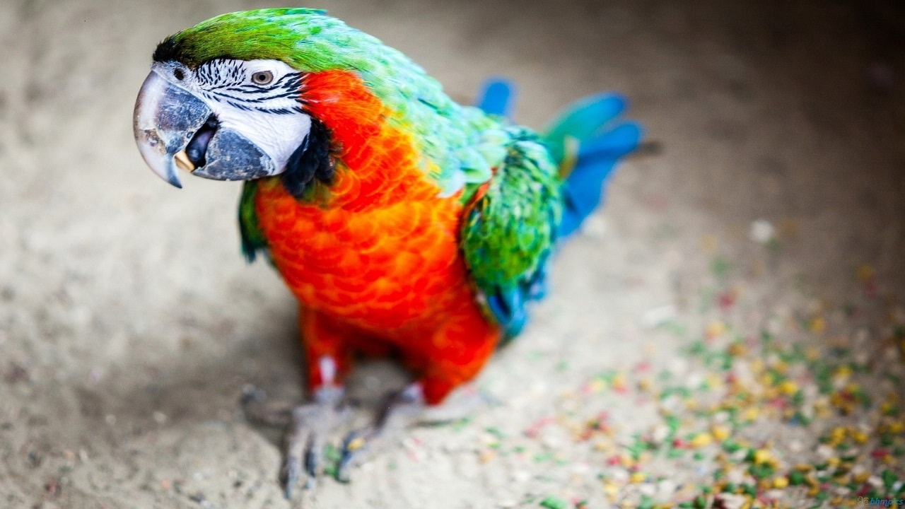 Funny Parrots Talking Like Humans Seriously Hilarious