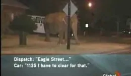 a-911-call-about-an-elephant