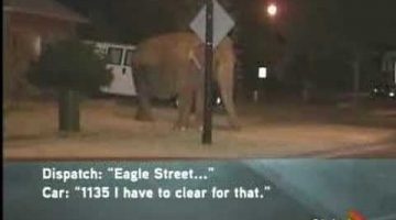 a-911-call-about-an-elephant