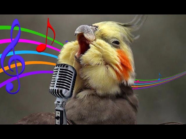 Cockatiels Are the BEST Singers! – 1Funny.com