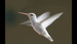 Hummingbirds Ultra Slow Motion – Amazing Facts