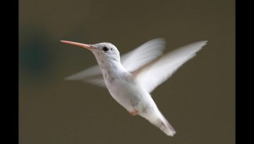 Hummingbirds Ultra Slow Motion – Amazing Facts