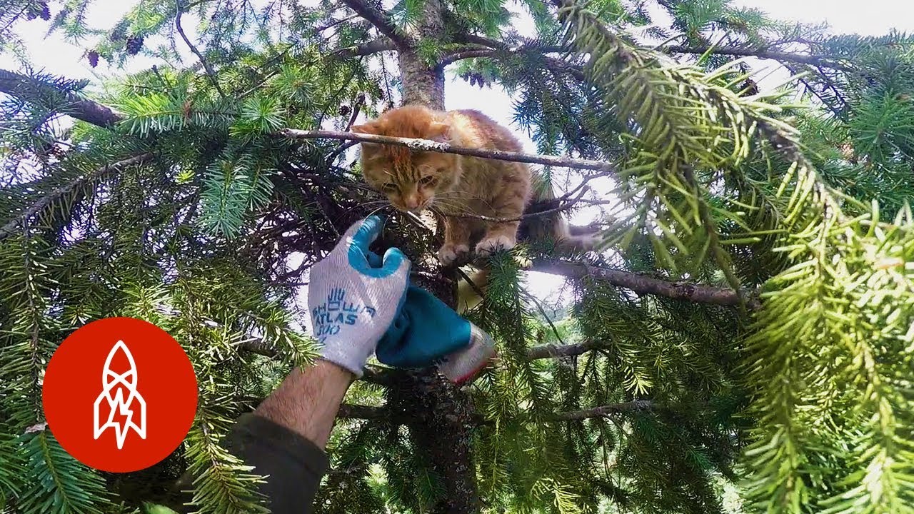 Rescuing Cats from Super Tall Trees