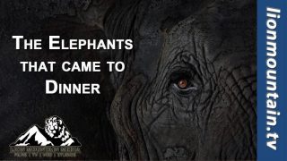 The Elephants That Came to Dinner