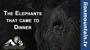 The Elephants That Came to Dinner