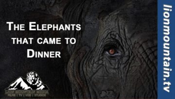 The Elephants That Came to Dinner