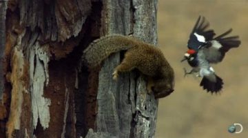 Woodpecker Guarding Its Acorns