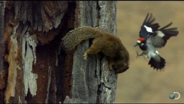 Woodpecker Guarding Its Acorns