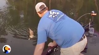 Kittens-Swim-Up-To-Fishermans-Boat-Looking-for-Help-The-Dodo