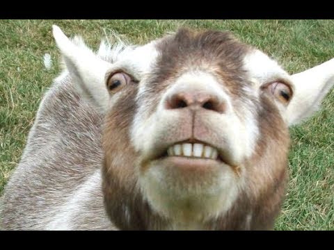 Top 10 Funny Goat Videos Funniest Goats BEST OF