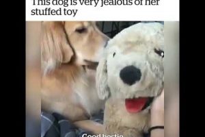 jealous dog stuffed animal