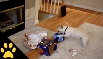 Dogs Opening Christmas Presents Compilation