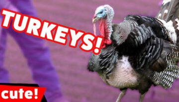 Funniest Turkey Videos & Bloopers
