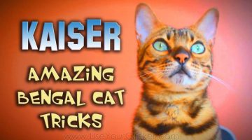 Kaiser the Amazing Bengal: Amazing Cat Tricks