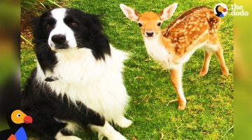 Rescued Baby Deer Grows Up With Dogs