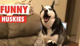 10 Funny Huskies Video Compilation 2017 | Breed All About It