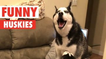 10 Funny Huskies Video Compilation 2017 | Breed All About It