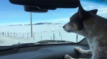 Antelope Running down Highway 41 in Montana