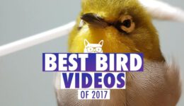 Best Bird Videos of The Year 2017 | Pets of 2017