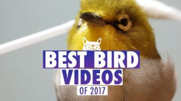 Best Bird Videos of The Year 2017 | Pets of 2017
