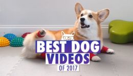 Best Dog Videos of The Year 2017