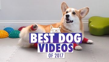Best Dog Videos of The Year 2017
