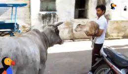 Cow Mom Won’t Leave Hurt Baby’s Side