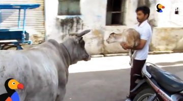 Cow Mom Won’t Leave Hurt Baby’s Side