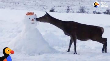 Deer Meets Snowman and Devours Him