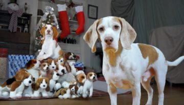 Dog Gets Puppy Christmas Surprise!