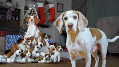 Dog Gets Puppy Christmas Surprise!